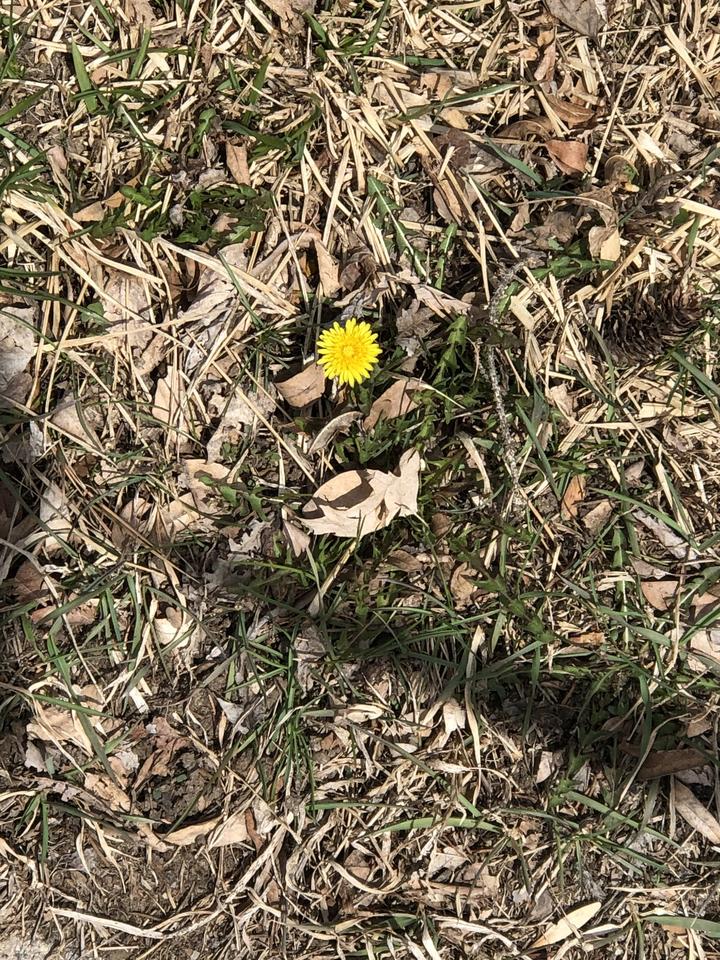 Common dandelion with a single open flower. Observed in the month of March.