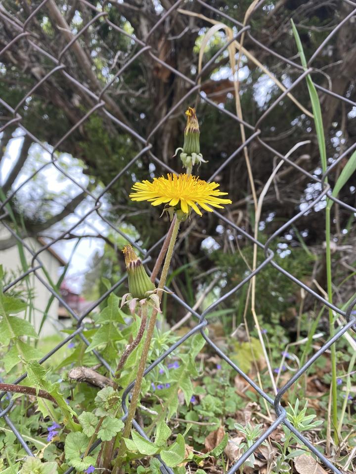 Common dandelion with one open flower and a few closed flowers. Fruits form in closed flowers.