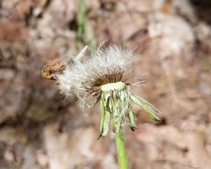 Common dandelion with bare spot where fruits have fallen off.