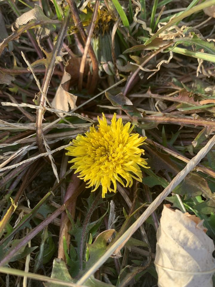 Common dandelions can flower late in the season.