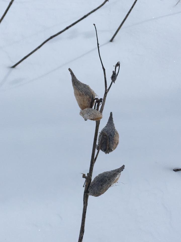 Common milkweed stalk and pods from previous year against a snowy background