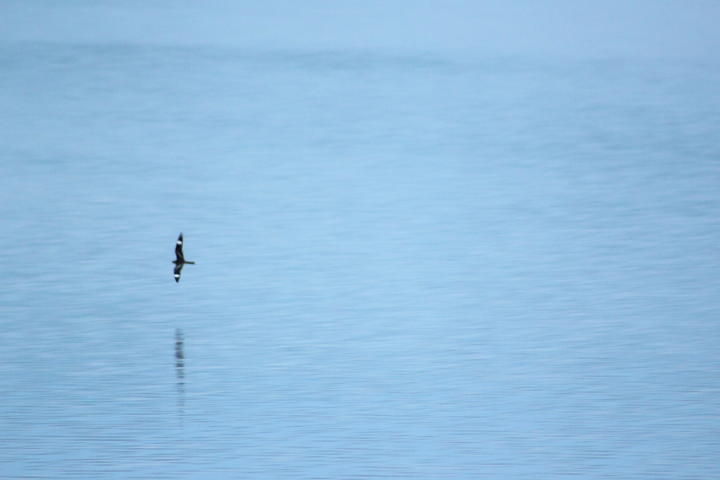 Common nighthawk flying low over water. Its body is dark with a narrow, long tail and white bands on its long wings.