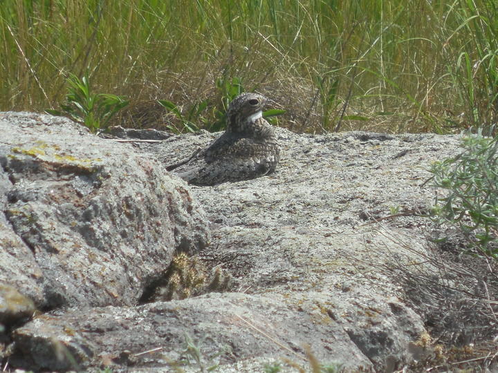 Common nighthawk on a rocky outcropping, possibly sitting on eggs.