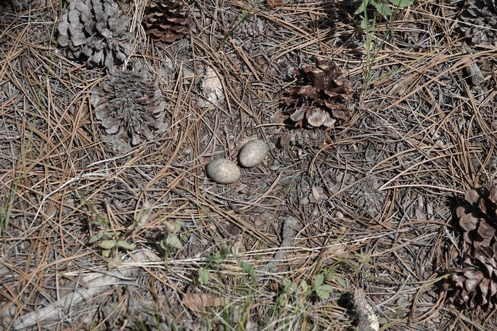 Two common nighthawk eggs on the ground with pine needles and fallen pine cones.