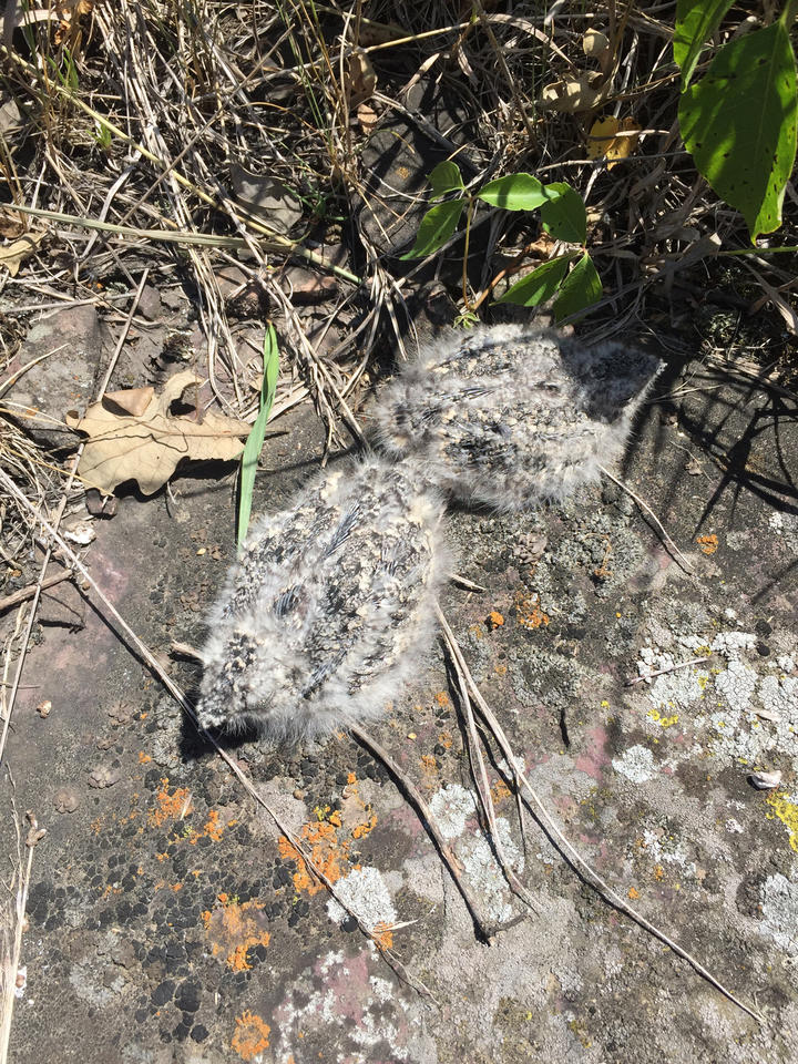 Two common nighthawk chicks covered in down, their flight feathers are not fully developed.