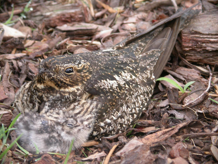 Common nighthawk adult and one chick are well camoflouged against the leaf littered ground.
