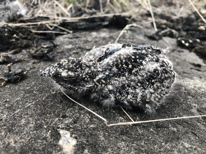 One common nighthawk chick on the ground. Observed in the month of August.