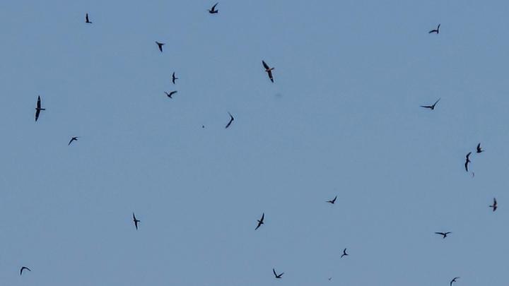 About twenty common nighthawks flying against a dimming blue sky