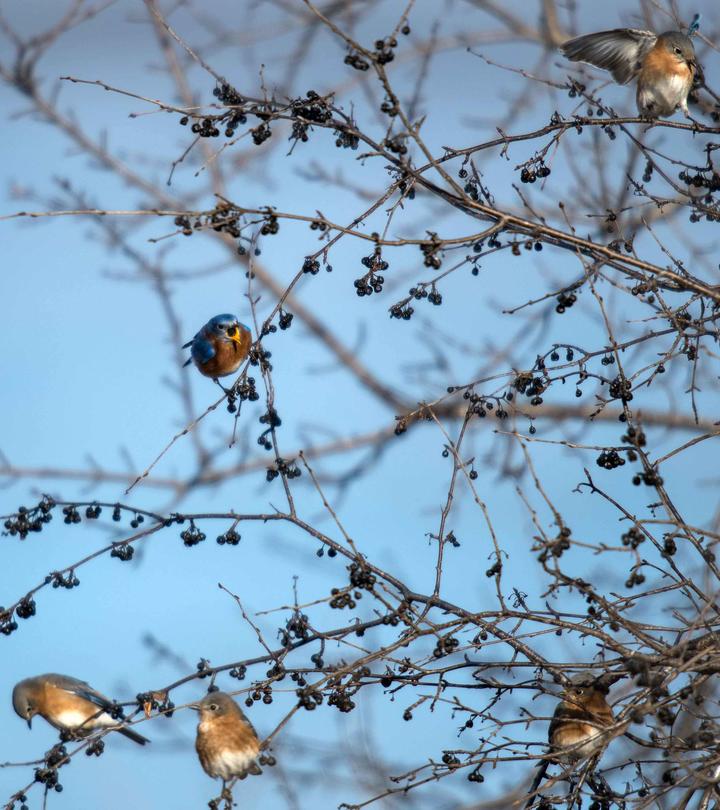 Five eastern bluebirds perched in a tree with berries