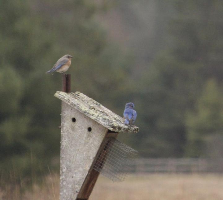 Two eastern bluebirds perched on an artificial nesting box.