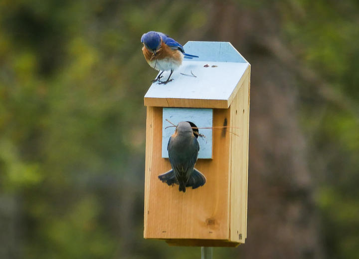 Two eastern bluebirds perched at a nest box with nesting material in their bills