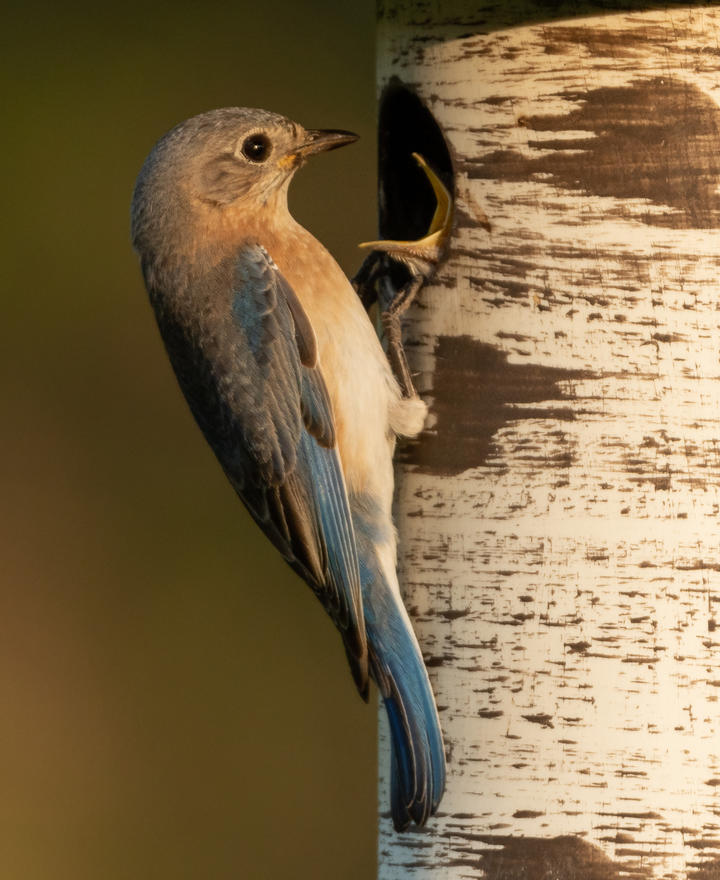 Female eastern bluebird outside a nest. From inside the cavity, a young bluebird begs for food.
