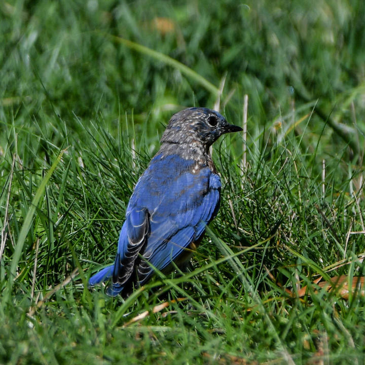 Eastern bluebird with intermediate plumage. Blue adult body feathers and streaky juvenile head feathers.