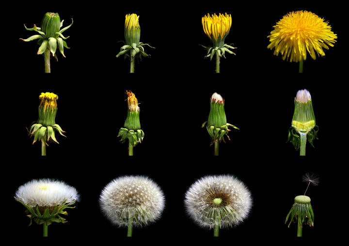 Dandelion flower stages. Photo shows multiple images of dandelions, including a closed bud, an open flower, a spent flower, and a spent flower head covered in fruits.