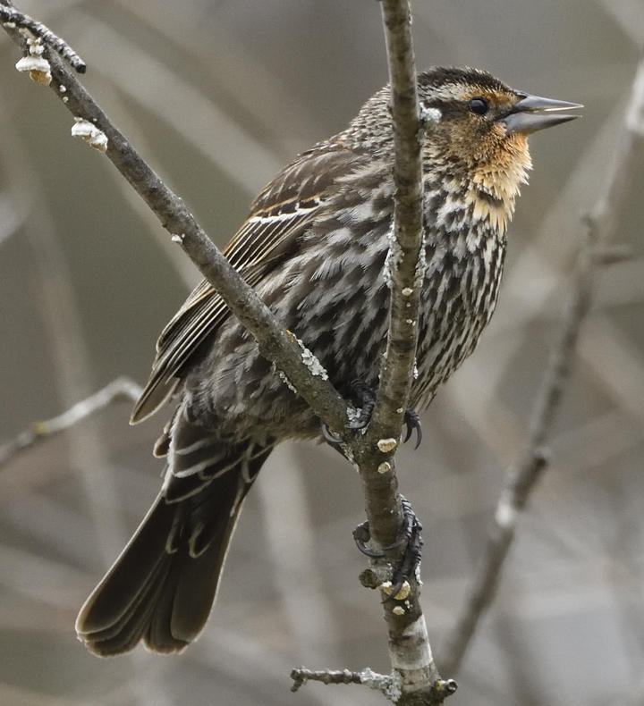 Female red-winged blackbird is streaked brown, with an yellow-orange chin and stripes near the eye.
