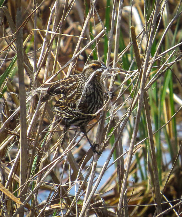 Femal red-winged blackbird has nesting material in its bill. It is in the concealing vegetation of a wetland.
