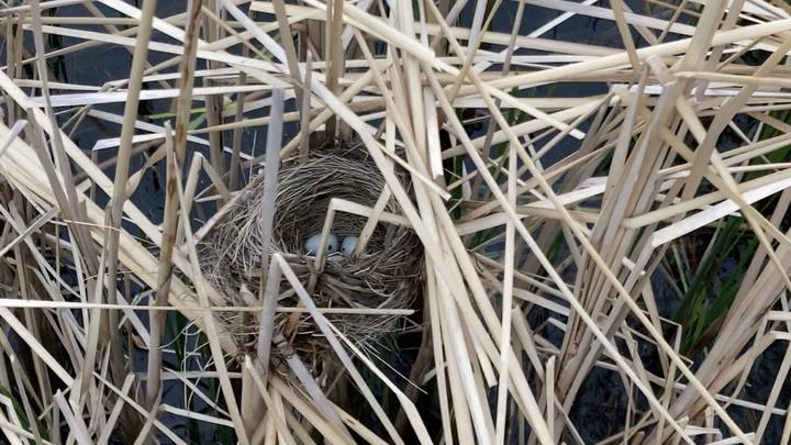 A red-winged blackbird nest, with three pale eggs, is hidden among the vegetation of a wetland.
