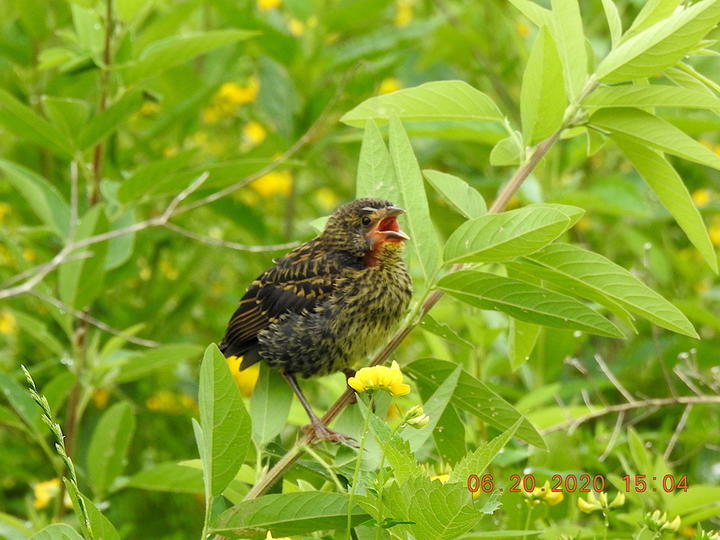 Red-winged blackbird fledgling has incompletely formed feathers. Its mouth is open and its begging to be fed.
