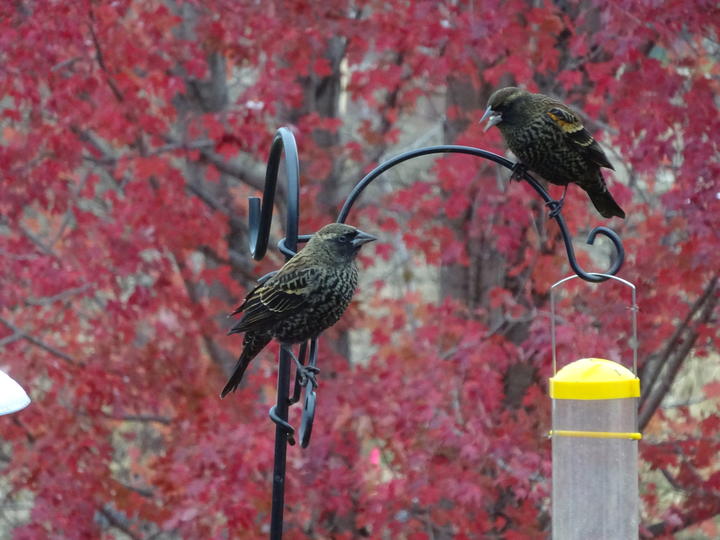 Two red-winged blackbird at a bird feeder. The background has bright red fall foliage.