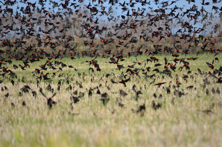Hundreds of red-winged blackbirds flying above a wetland. Many of the birds have bright red shoulders which are visible.