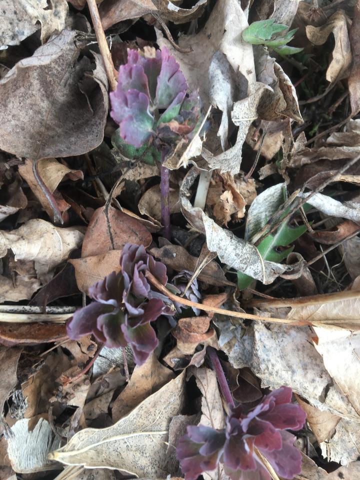 In this photo, red columbine's new leaves are purple and green in color. They poke up from the leaf litter.