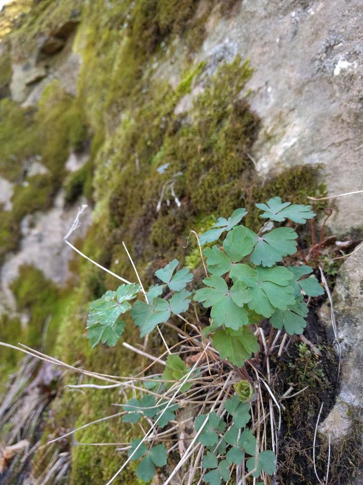 Fresh green leaves of a red columbine plant grow from a rocky, mossy substrate.