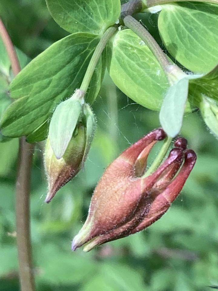 Close-up of unopened flowers. Buds come to a sharp tip away from the stem.