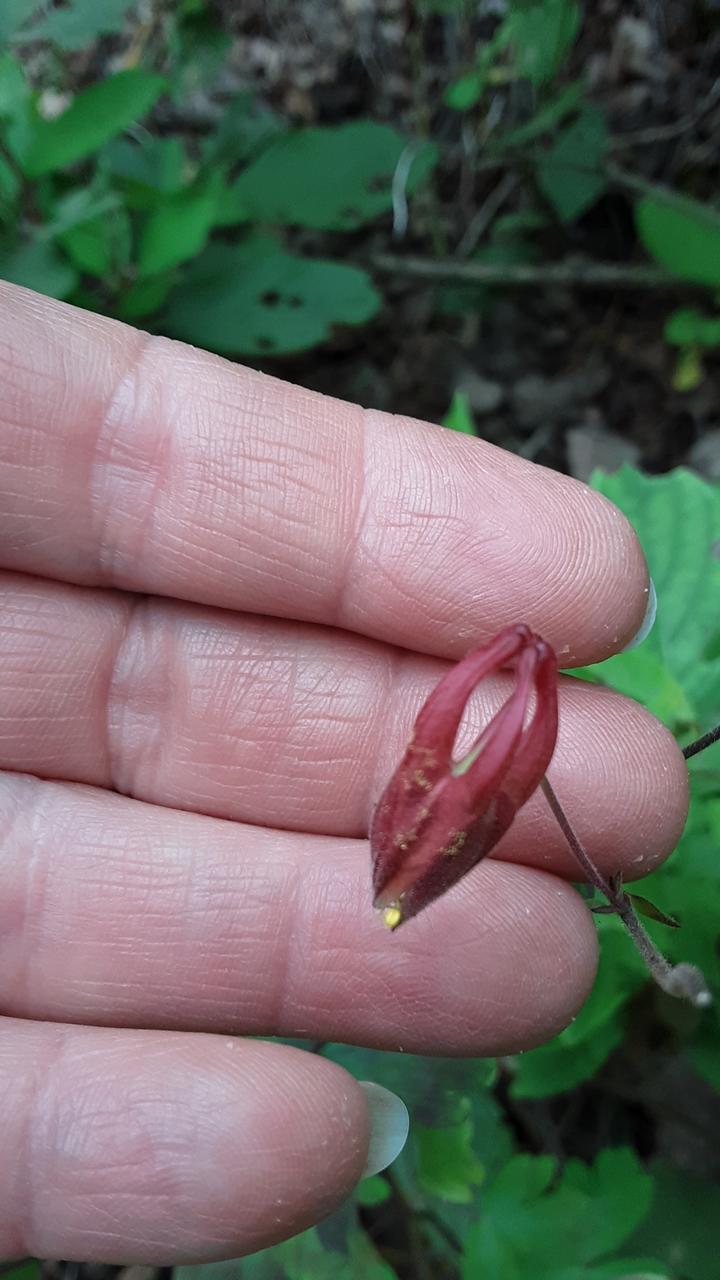 Spent flower of the red columbine. It looks similar to the unopened flower except the petals are slightly wrinkly.