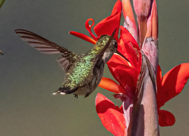 Hummingbird feeding on nectar from a bright red tropical flower.