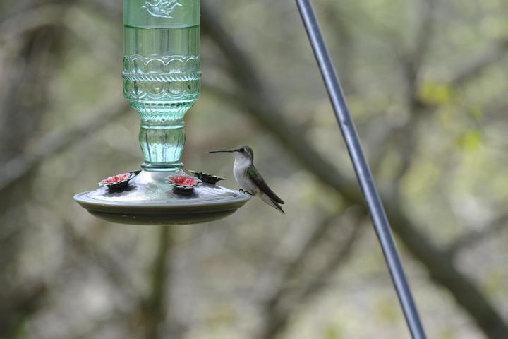 Hummingbird at a feeder against an early spring background