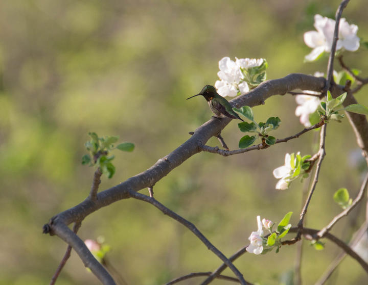 Hummingbird perched on an apple tree with small leaves and pale pink flowers.