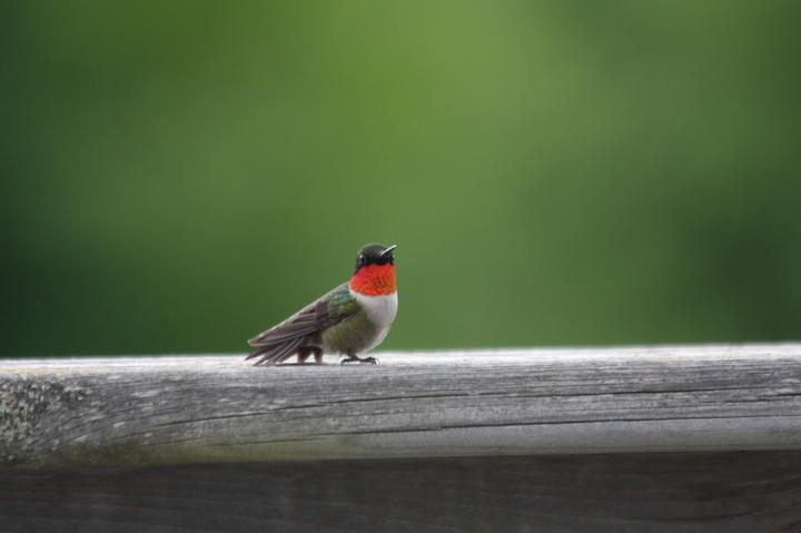 Ruby-throated hummingbird with brilliant red throat, small feathers reflect light.