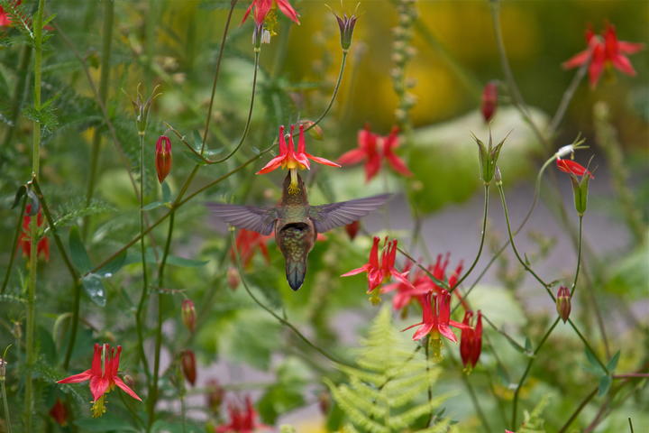 Ruby-throated hummingbird feeding at columbine flowers