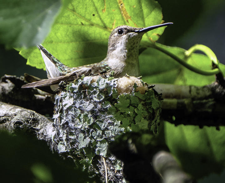 Ruby-throated hummingbird on a tiny cup-shaped nest made of lichen and other materials