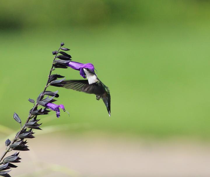 Ruby-throated hummingbird feeding at a purple flower.