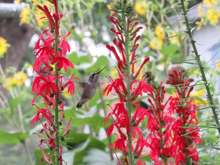 Ruby-throated hummingbird hovers between brilliant red cardinal flowers, a late-blooming flower.