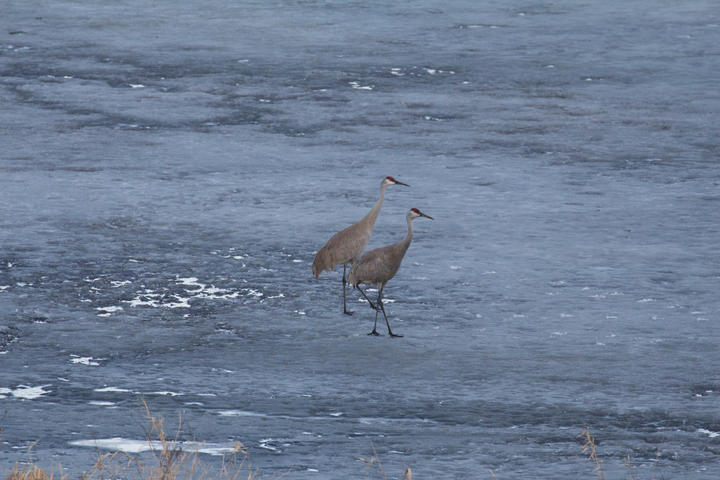 Two sandhill cranes on icey ground. Observed in the month of March