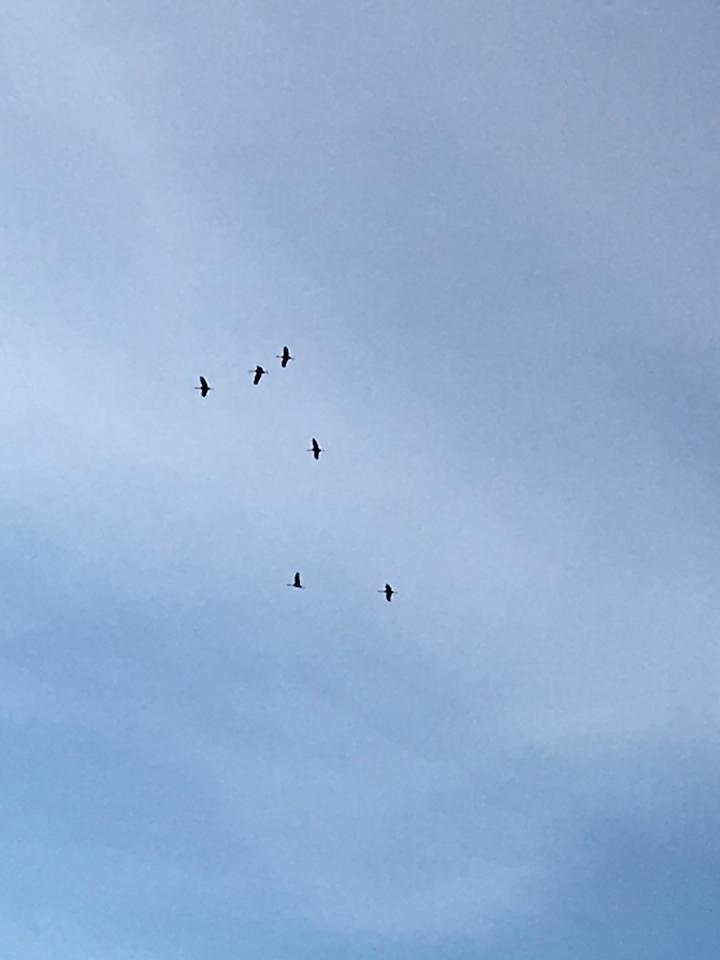 Six sandhill cranes high in the sky, against a sky with wispy clouds