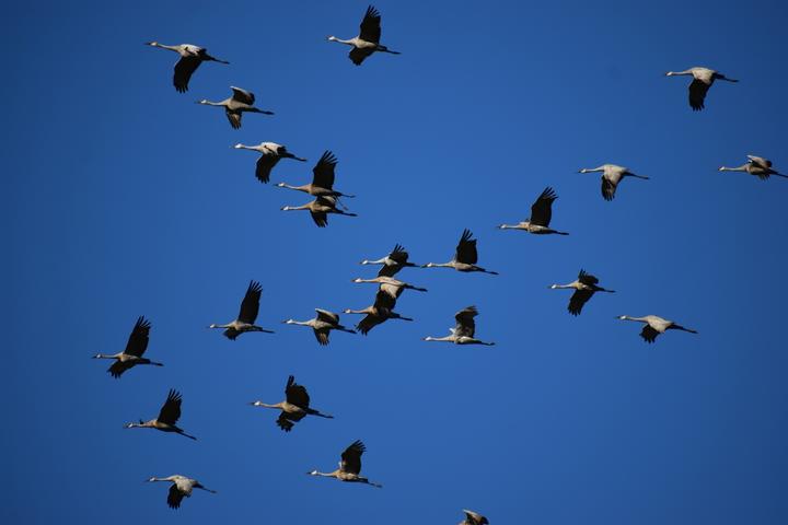 About 20 sandhill cranes in flight against a deep blue sky