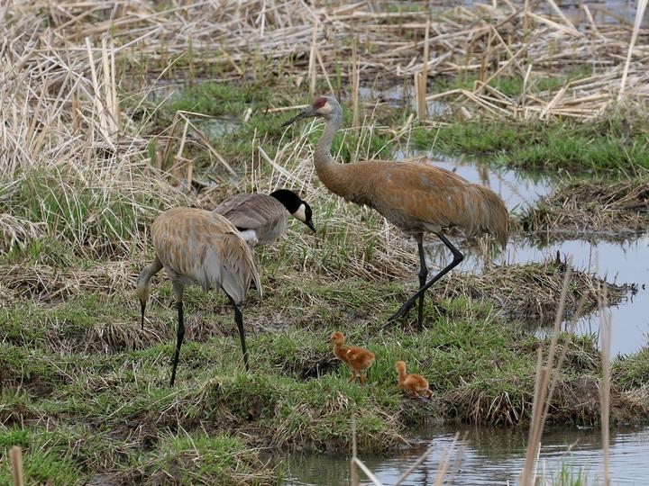 Two sandhill cranes with two small chicks in a wetland.
