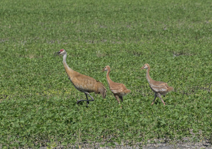 Sandhill crane with two chicks. Chicks are more than half the height of the parent.