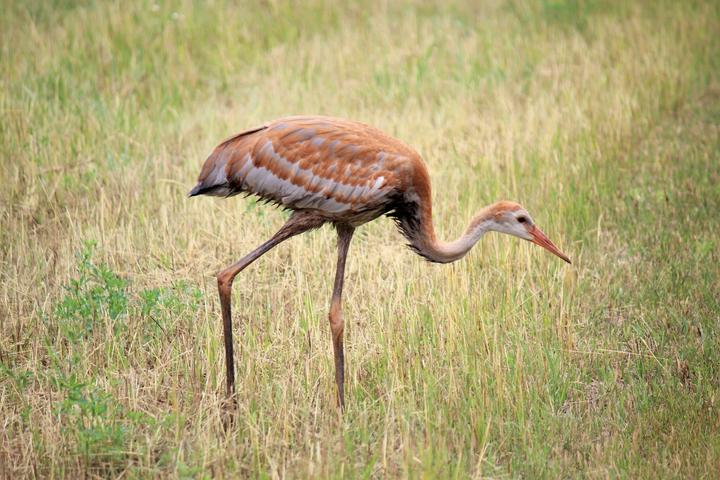 Sandhill crane, young-of-year. Observed in the month of July