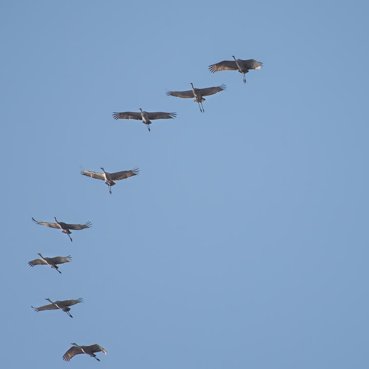 Flock of sandhill cranes against blue sky.