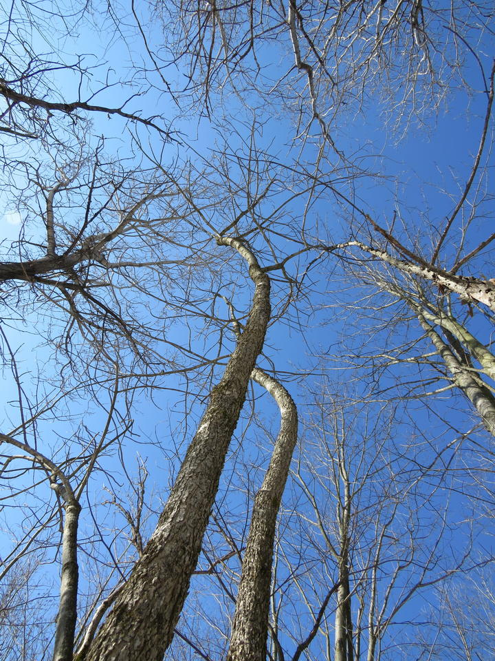 Photo looks up at a leafless black ash canopy against a brilliant blue sky