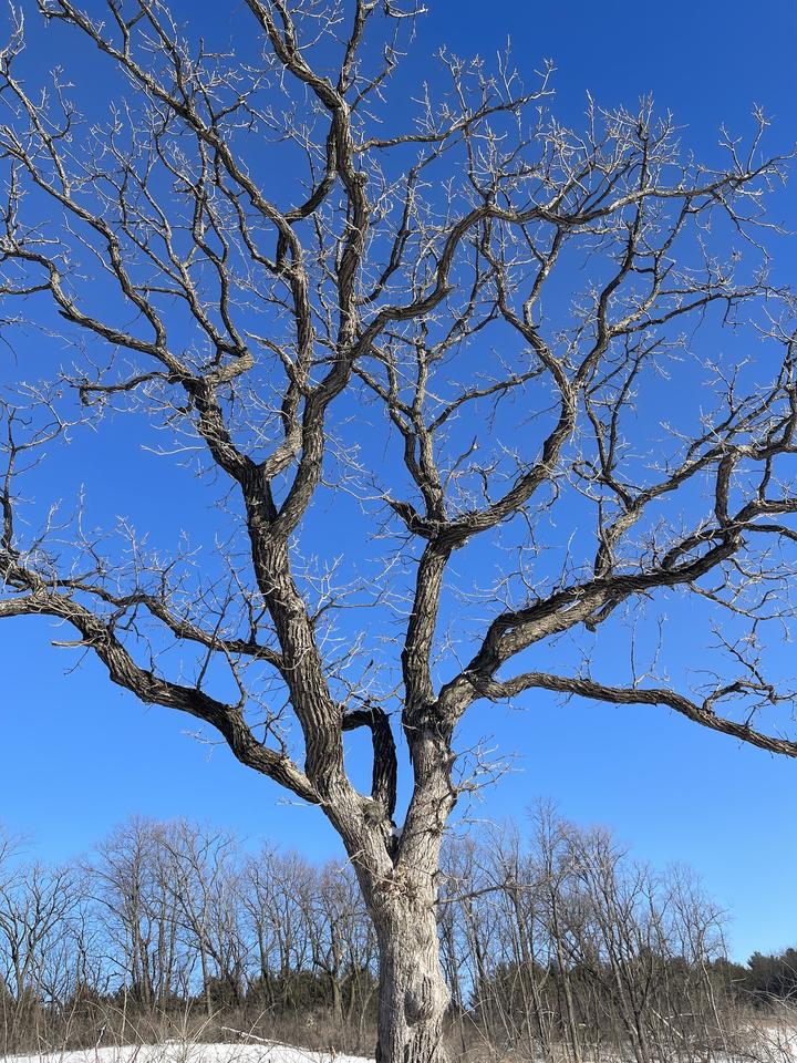 Bur oak with bare branches against a brilliant blue sky