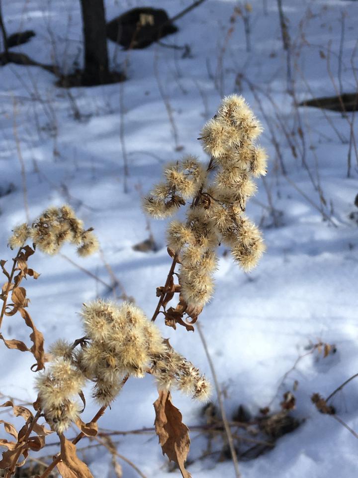 Dry remains of last year's plant against a snowy backdrop.