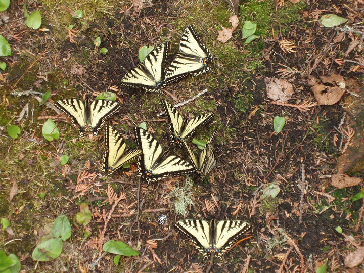 Nine Canadian tiger swallowtail butterflies on the ground. Their yellow wings contrast against the mossy forest floor.