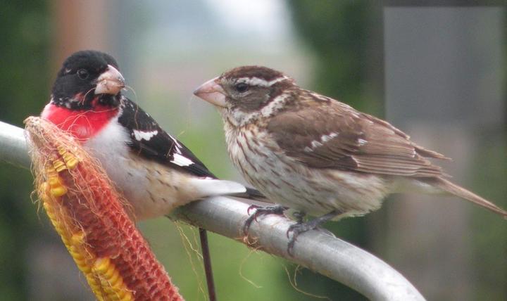 Pair of rose-breasted grosbeaks. The male is red, white, and black. The female is brown and white. Both have large pink bills.