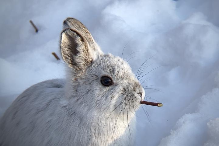 Snowshoe hare has a white coat during winter months.