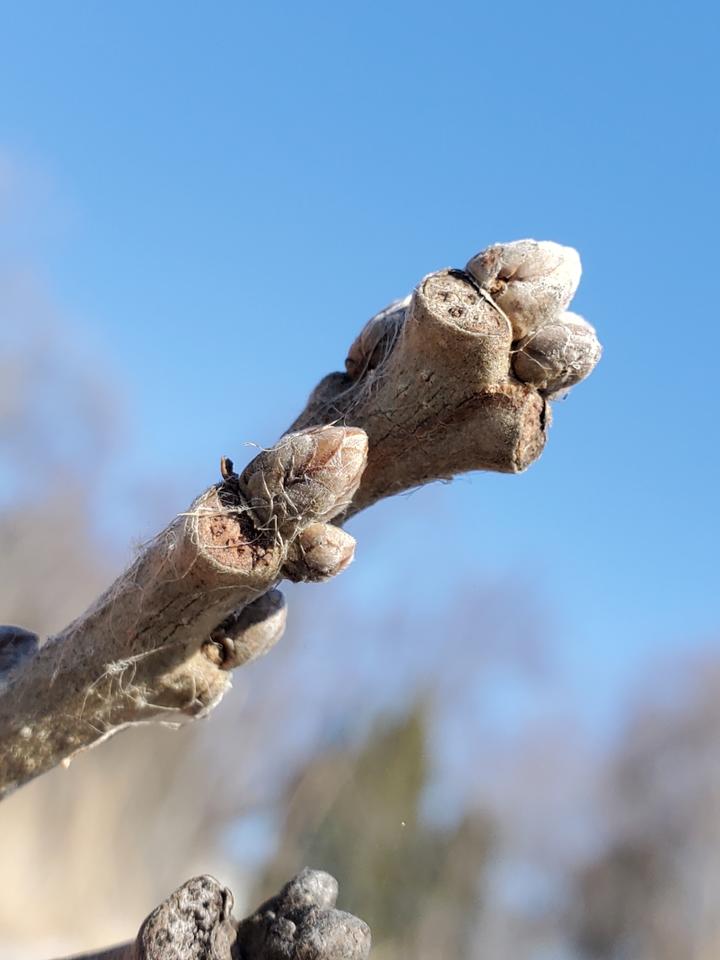 Close-up image showing buds at the tip of an oak twig.